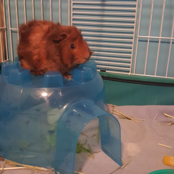 buttersbri